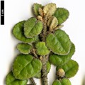 SpeciesSub: var. nummulariifolia